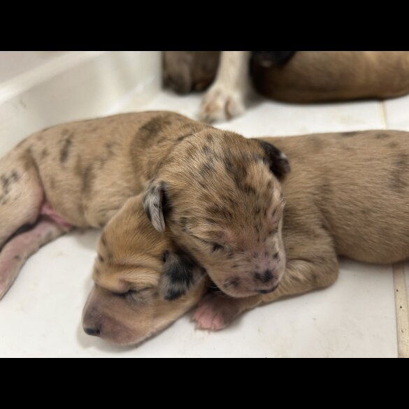 Saluki - Dogs