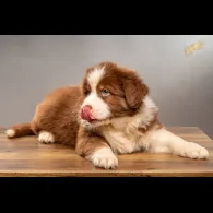 Australian Shepherd Dog - Dogs