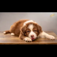 Australian Shepherd Dog - Dogs