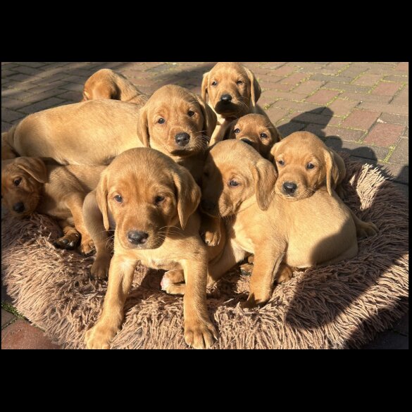Labrador Retriever - Both