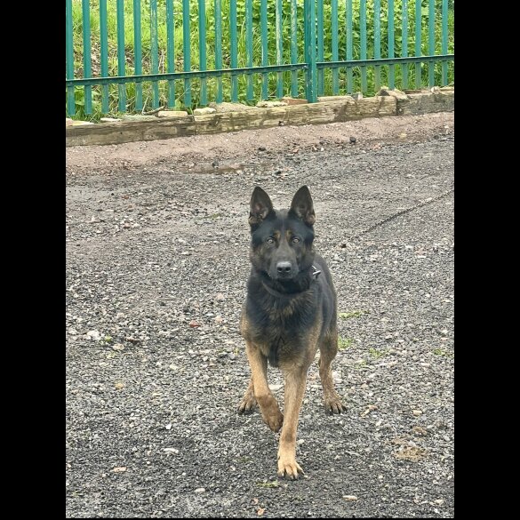 Belgian Shepherd Dog (Groenendael) - Both