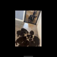 Border Collie - Dogs