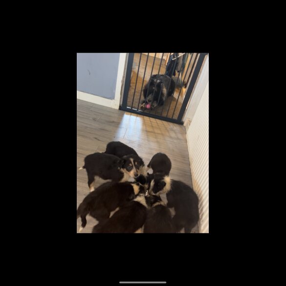 Border Collie - Dogs