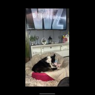 Border Collie - Dogs