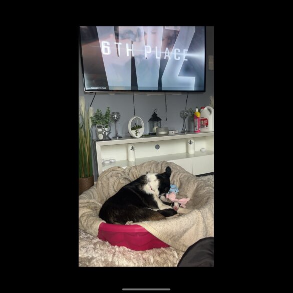 Border Collie - Dogs