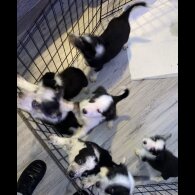 Border Collie - Dogs