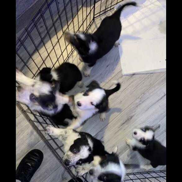 Border Collie - Dogs