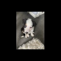 Border Collie - Dogs