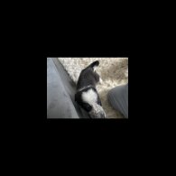 Border Collie - Dogs