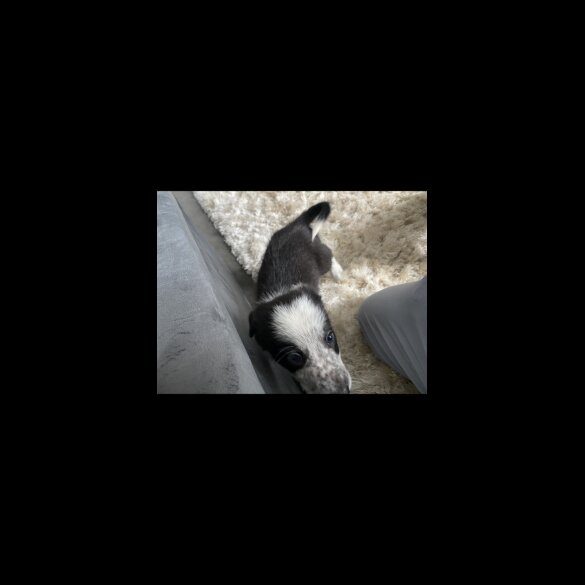 Border Collie - Dogs