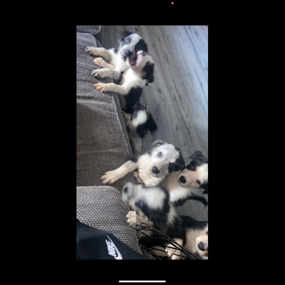 Border Collie - Dogs