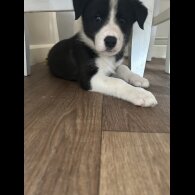 Border Collie - Both