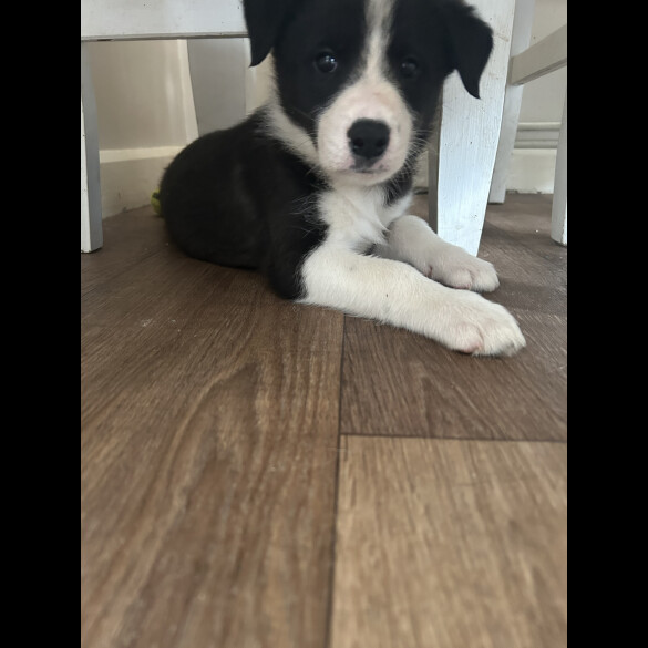 Border Collie - Both