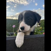 Border Collie - Both