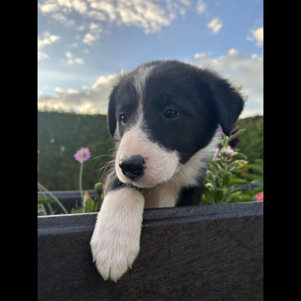 Border Collie - Both