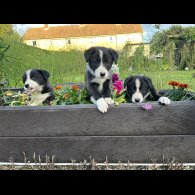 Border Collie - Both