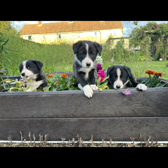 Border Collie - Both