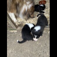Border Collie - Both