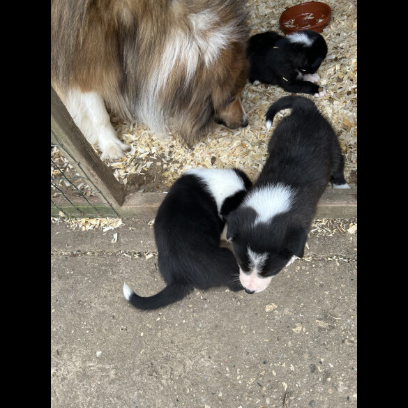 Border Collie - Both