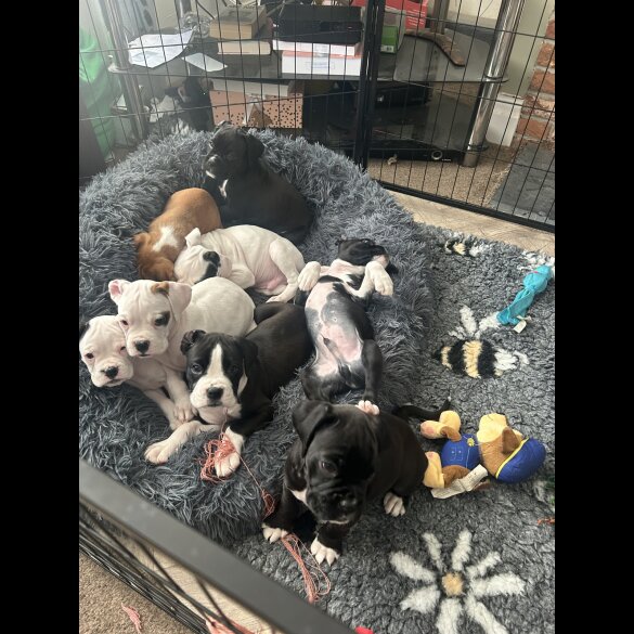 Boxer - Both