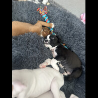 Boxer - Both