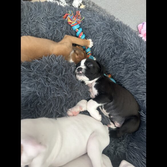 Boxer - Both