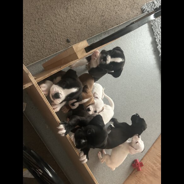 Boxer - Both