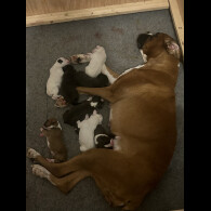 Boxer - Both
