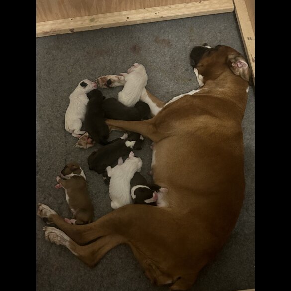 Boxer - Both