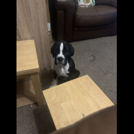 Boxer - Both