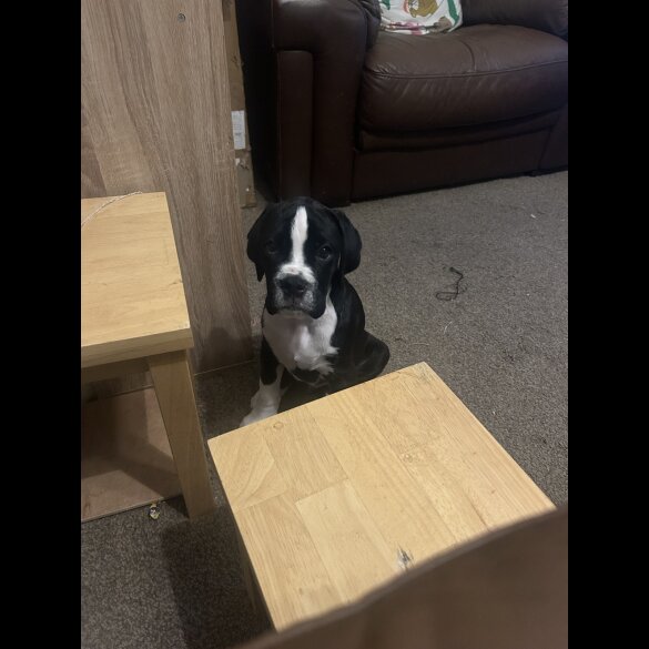 Boxer - Both