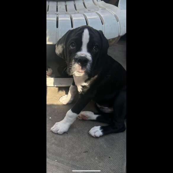 Boxer - Both