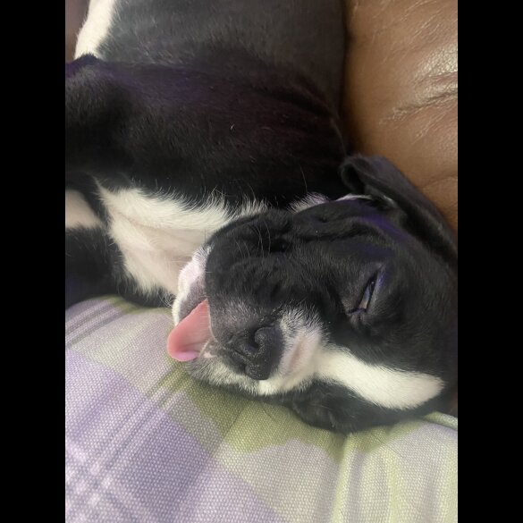 Boxer - Both