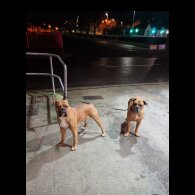 Bullmastiff - Both
