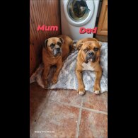 Bullmastiff - Both