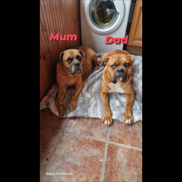 Bullmastiff - Both