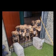 Bullmastiff - Both