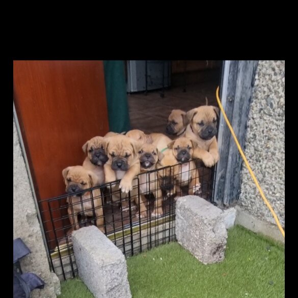 Bullmastiff - Both