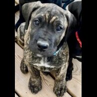 Cane Corso - Both