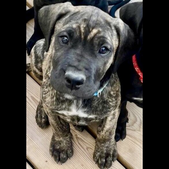Cane Corso - Both