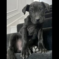 Cane Corso - Both