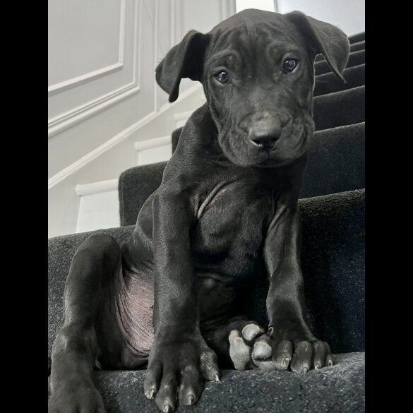 Cane Corso - Both