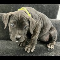 Cane Corso - Both