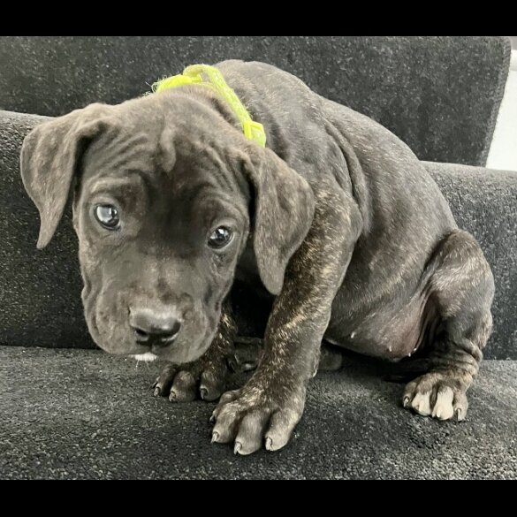 Cane Corso - Both