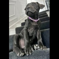 Cane Corso - Both