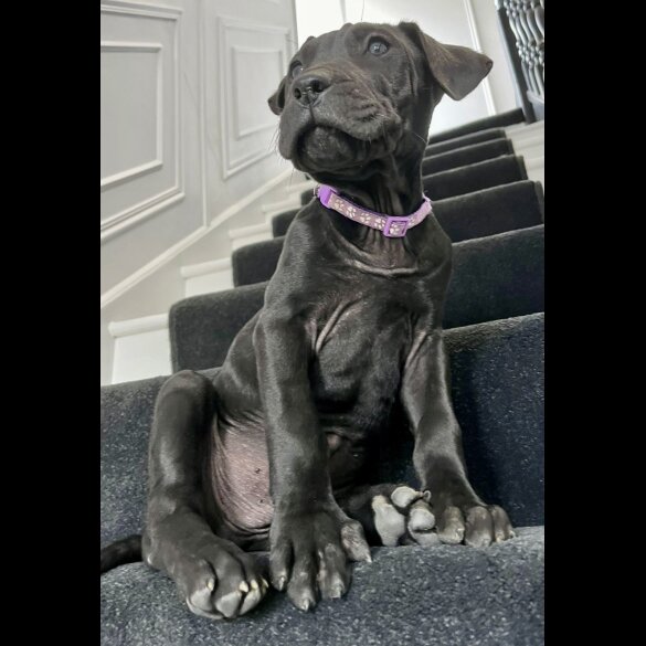 Cane Corso - Both