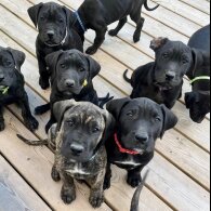 Cane Corso - Both