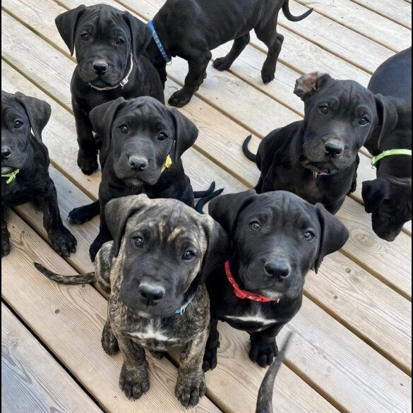 Cane Corso - Both