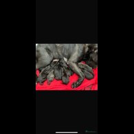 Cane Corso - Both