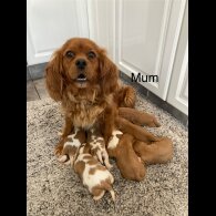 Cavalier King Charles Spaniel - Both